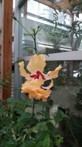 オレンジがかった黄色の花がぶら下がる