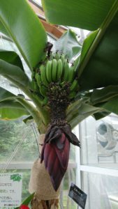 緑のバナナがなる