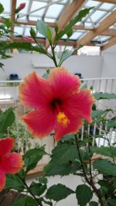 本日の開花情報