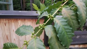 緑のコーヒーの果実がなる