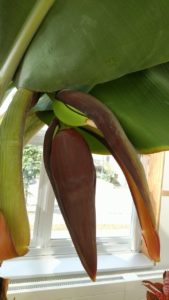 2本目のバナナの花がついに！
