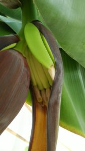子バナナが蕾の根元につく