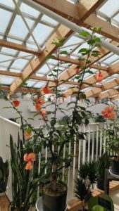 オレンジの花が垂れ下がる