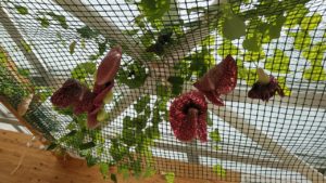 黒茶色でまだら模様の花が天井からぶら下がる