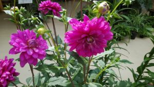 紫ピンク色の花びらがたくさん重なる