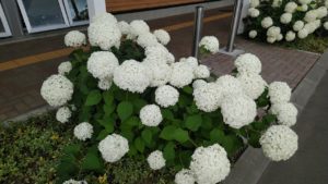 白く大きな球状の花が咲く