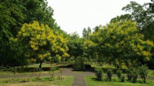 樹全体が黄色く染まる