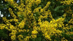 黄色に真ん中赤の目がある小さな花が房状に咲く