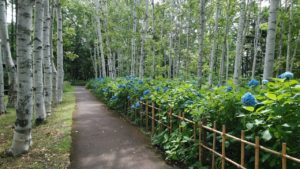 青い球状の花が咲く