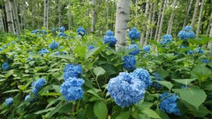 濃いブルーの花が沢山咲く