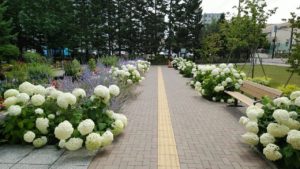 園路の両側に咲くアナベル