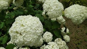 白く大きな球状の花が咲く