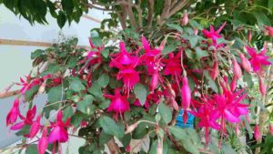 濃いピンク色の花が沢山垂れ下がる