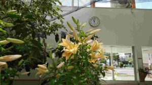 薄いオレンジ色の花がさく