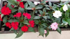 赤や白、ピンクの花を咲かせる