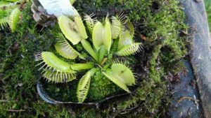 縁にギザギザが付いたグローブみたいな葉