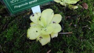 黄緑の葉の表面に虫がふっつく