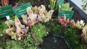自生地に似せて水辺に生えた風のサラセニア