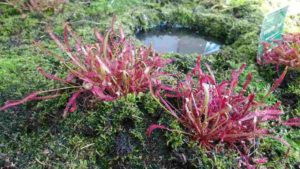 細長く赤い葉の先に粘液が粒状につく