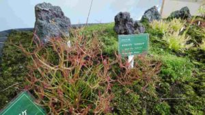 コケや岩石の間に生えた風に飾られたモウセンゴケ