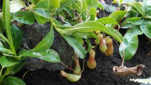 葉の先に虫を捕まえる袋がぶら下がる