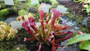 赤いモザイク模様で筒状の捕虫筒