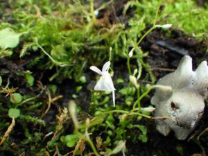 うさぎの顔のような花をつける