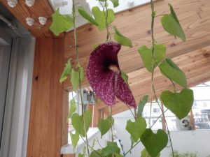 茶色の耳たぶのような花