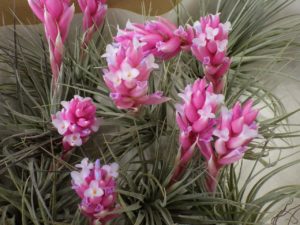 花が咲くコットンキャンディ