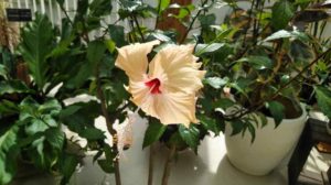 薄いオレンジ色の花が咲く