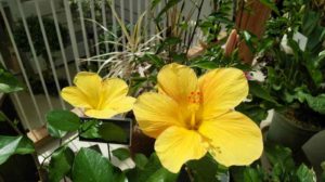 黄色の花が咲く