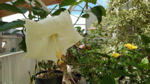 白く大きな花が咲く