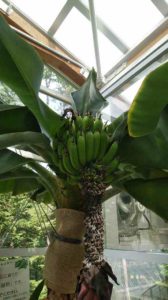 緑色のバナナがたわわになる