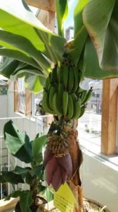 緑のバナナがなる