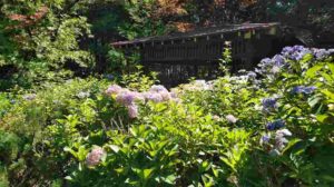 薄ピンク色の花が沢山咲く