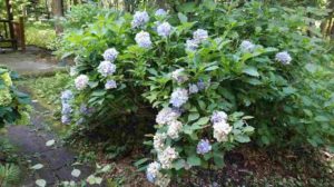 薄い紫とピンクが入り混じった花が咲く