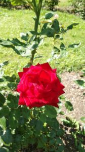 赤い花びらが何重にも重なる