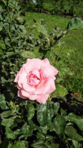 ピンクの花びらが何重にも重なる