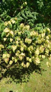 逆三角の袋が沢山垂れ下がる