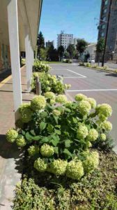 白から黄緑色に変化したアナベル