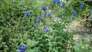 細長い青紫色の花が咲く