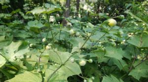 蕾が膨らみ、黄色く色付いている