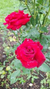 黒赤色の花弁が何重にも重なる