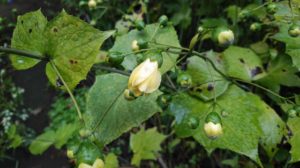 キレンゲショウマが咲いてます。