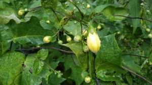 黄色い蕾をたくさんつける