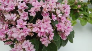 花弁がたくさんのピンク花