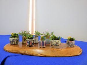 小さい陶器鉢の中に植物が植えてある