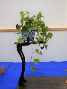 青つづら藤の小鉢が木の棚に飾られている様子