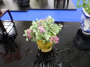 ミニ日高ミセバヤの小鉢