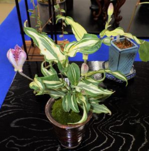 三光斑ホトトギスの小鉢